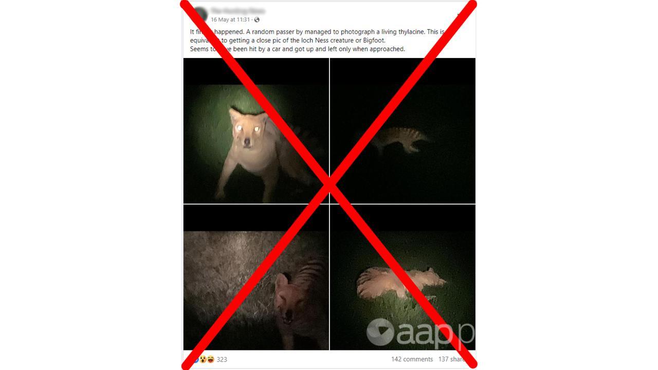 Crossed out Facebook post claiming pictures of thylacine are real.
