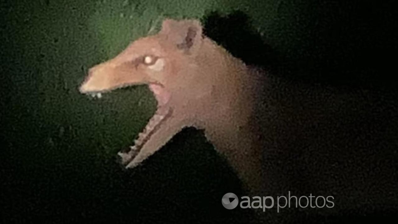 A supposed side-on picture of a thylacine taken by a US tourist.